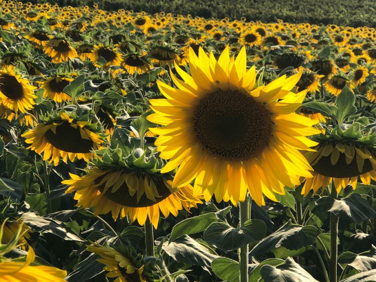 Limoux Riverside Gardensヴィラ エクステリア 写真